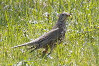 Turdus viscivorus